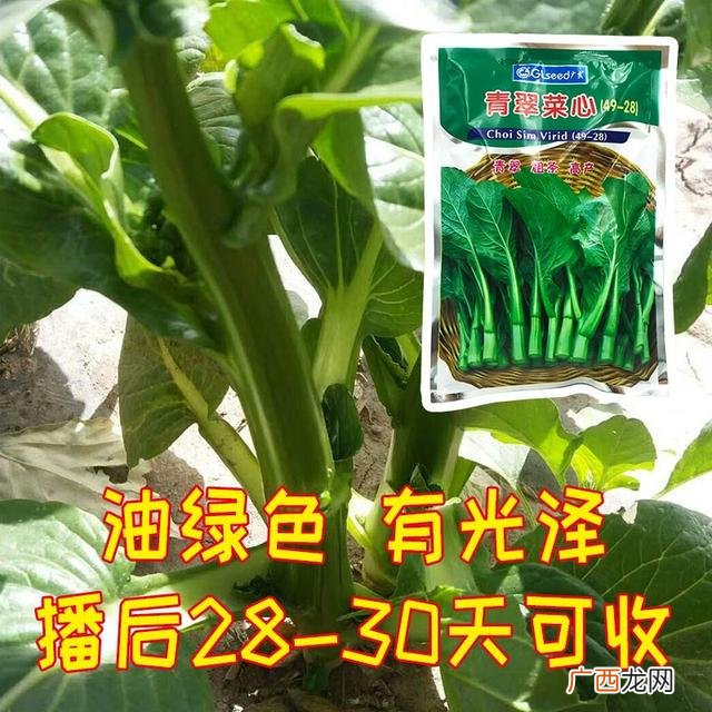 七月种植什么农作物,广东主要种植什么农作物