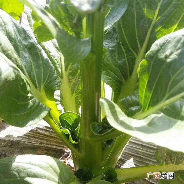七月种植什么农作物,广东主要种植什么农作物