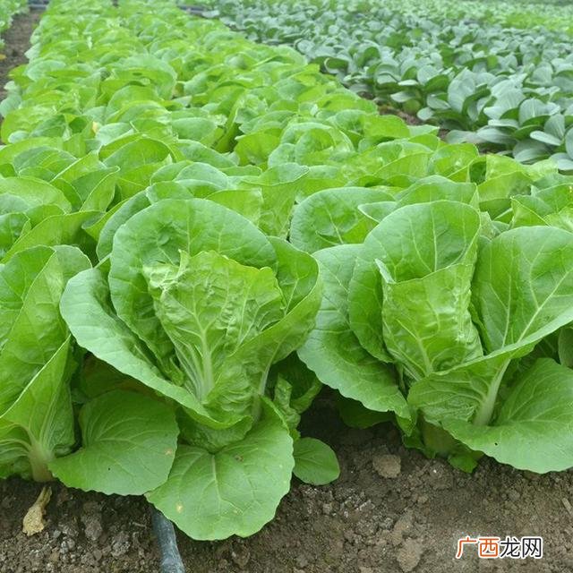 七月种植什么农作物,广东主要种植什么农作物