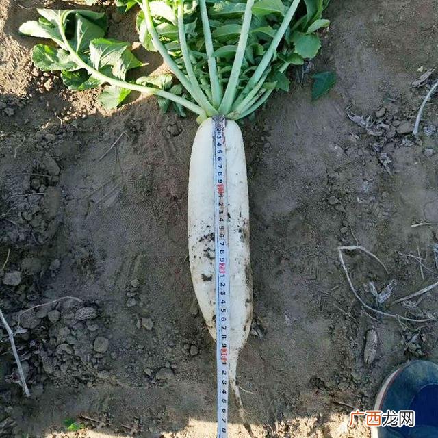 七月种植什么农作物,广东主要种植什么农作物