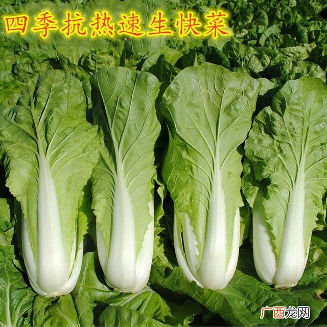 七月种植什么农作物,广东主要种植什么农作物
