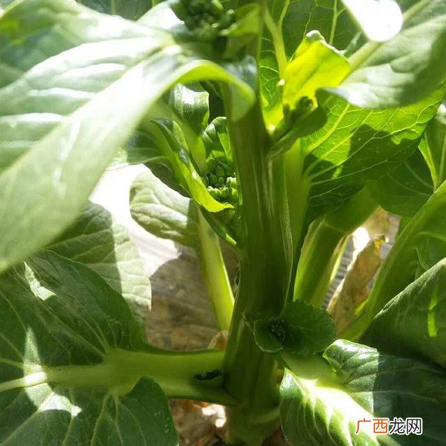 七月种植什么农作物,广东主要种植什么农作物