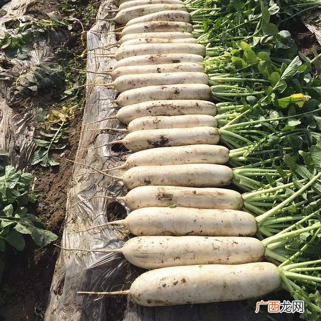 七月种植什么农作物,广东主要种植什么农作物