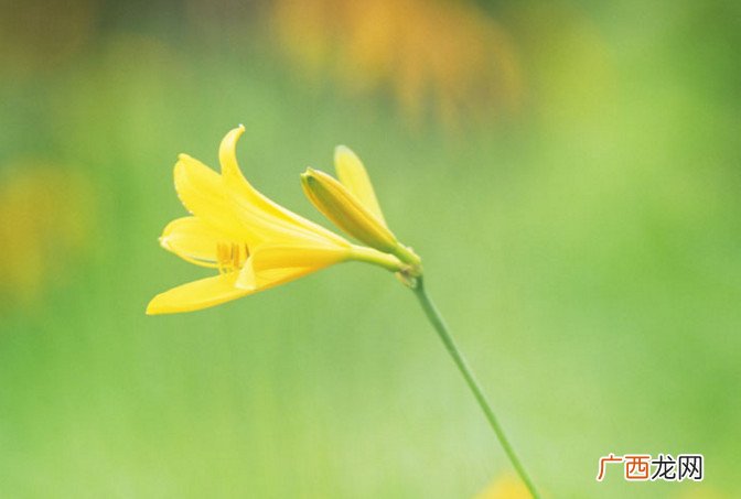 金针花的抗癌功效黄花菜搭配木耳更给力