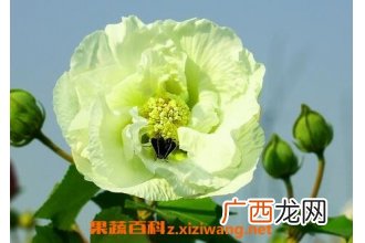 芙蓉花的功效与作用 芙蓉花的药用功效