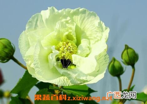 芙蓉花的功效与作用 芙蓉花的药用功效