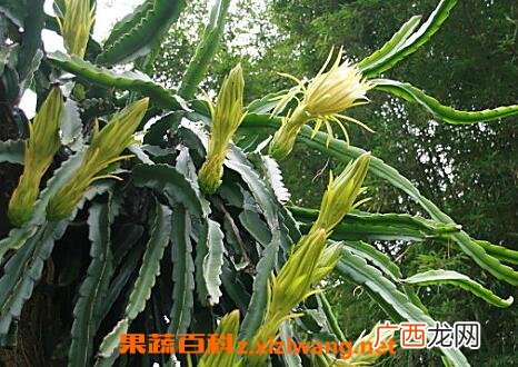 剑花的功效 剑花的药用价值