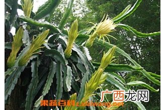 剑花的功效 剑花的药用价值