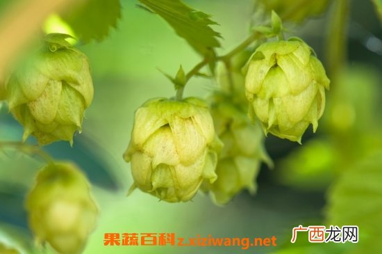 啤酒花的药用价值 啤酒花的好处