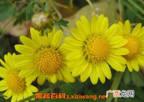 山菊花的功效 山菊花的药用价值
