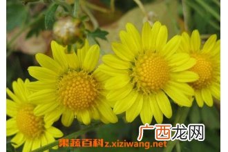 山菊花的功效 山菊花的药用价值