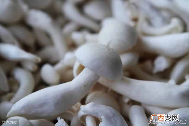 这6个好项目不愁没销路 种植什么稳赚