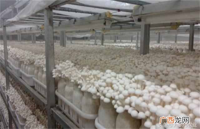 这6个好项目不愁没销路 种植什么稳赚