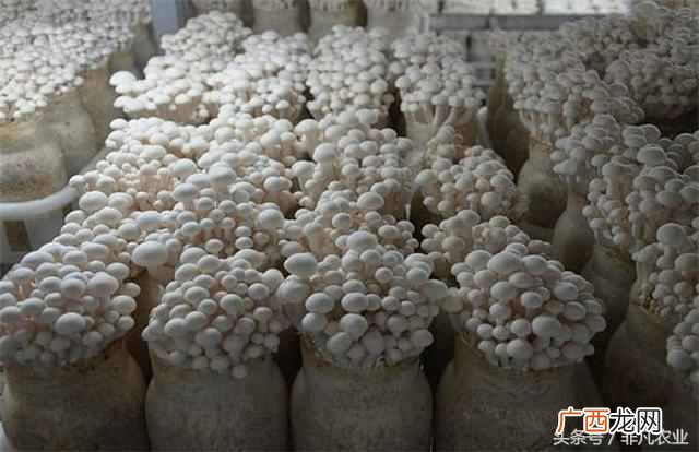 这6个好项目不愁没销路 种植什么稳赚
