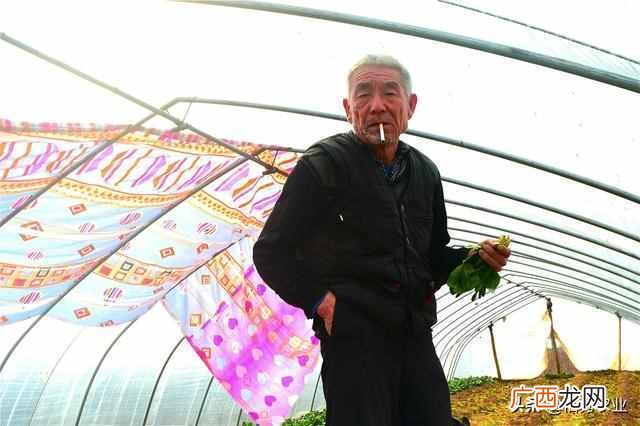 经济效益较高的几种蔬菜 什么蔬菜最赚钱