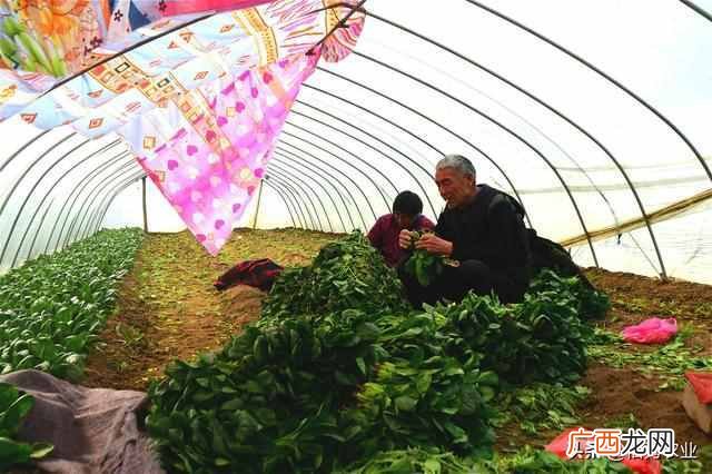 经济效益较高的几种蔬菜 什么蔬菜最赚钱
