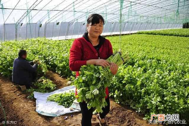 农村蔬菜种植项目大盘点 种植什么蔬菜赚钱