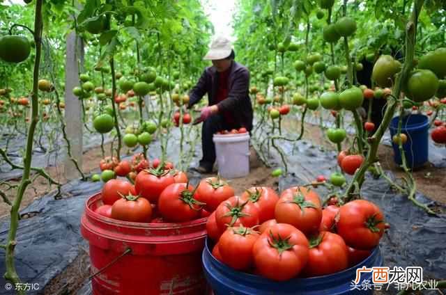 农村蔬菜种植项目大盘点 种植什么蔬菜赚钱