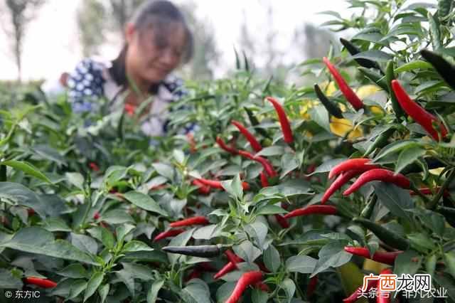 农村蔬菜种植项目大盘点 种植什么蔬菜赚钱