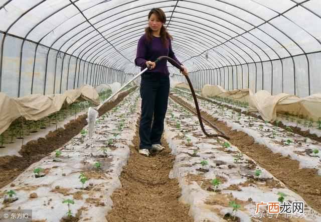 农村蔬菜种植项目大盘点 种植什么蔬菜赚钱