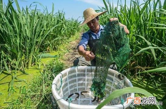 5千元以下投资小项目,投资千元的农村创业项目