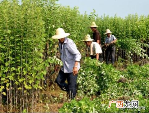 5千元以下投资小项目,投资千元的农村创业项目