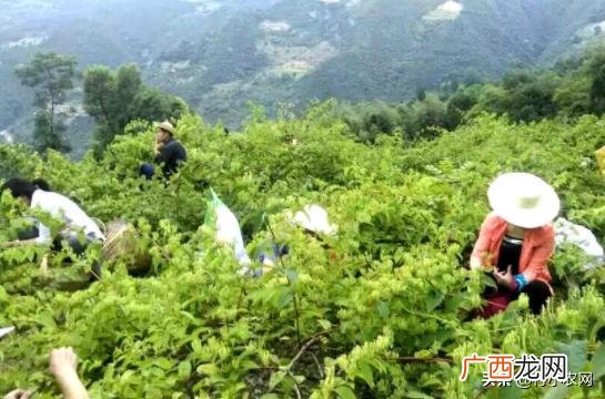 5千元以下投资小项目,投资千元的农村创业项目