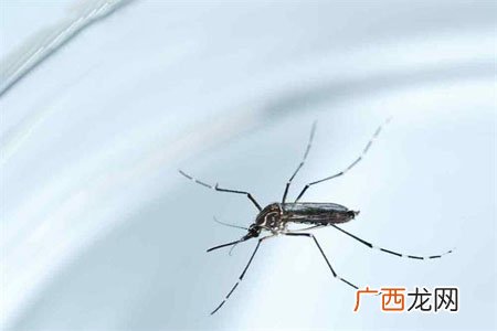 兹卡病毒是什么?最新病毒要预防