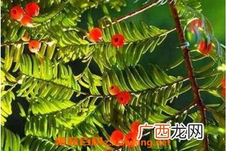 红豆杉如何养 红豆杉的养殖方法