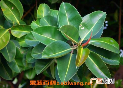 橡皮树的养殖方法 橡皮树怎么养