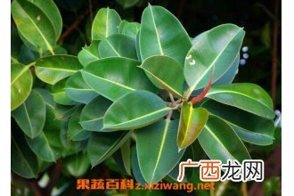 橡皮树的养殖方法 橡皮树怎么养