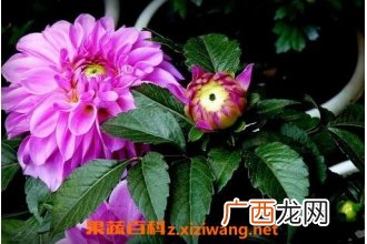 紫菊花叶的功效与作用 紫菊花叶的使用禁忌