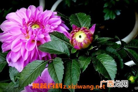 紫菊花叶的功效与作用 紫菊花叶的使用禁忌
