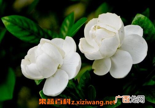 栀子花的功效与作用及用法