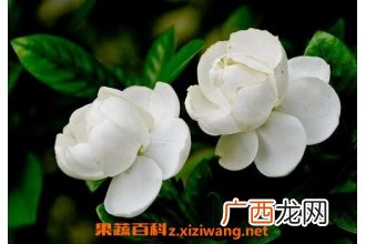栀子花的功效与作用及用法