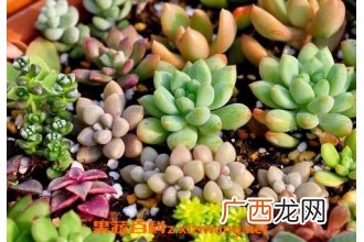 植物小肉肉怎么养殖 小肉肉养殖方法技巧