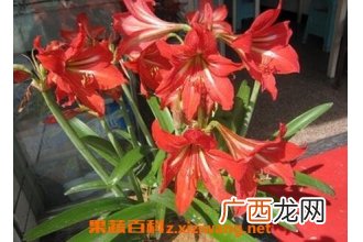 朱顶红的养殖方法 养殖朱顶红的注意事项有哪些