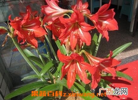 朱顶红的养殖方法 养殖朱顶红的注意事项有哪些