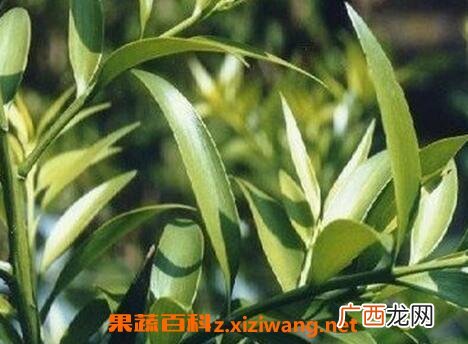 竹柏如何养殖 竹柏盆栽的养殖方法