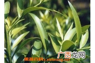 竹柏如何养殖 竹柏盆栽的养殖方法