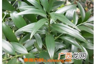 竹柏树如何养殖 竹柏树的养殖方法和注意事项
