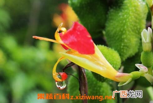 竹宇花如何养 竹宇花的养殖方法技巧