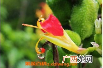 竹宇花如何养 竹宇花的养殖方法技巧