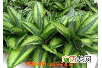 竹芋的养殖方法和注意事项