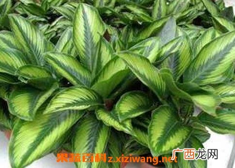 竹芋的养殖方法和注意事项