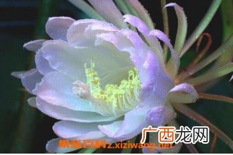 令箭荷花的养殖方法与注意事项