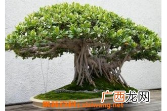 榕树的养殖方法和注意事项