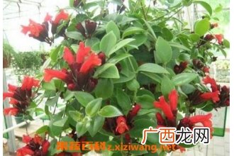 口红吊兰如何养殖 口红吊兰的养殖方法