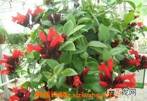 口红吊兰如何养殖 口红吊兰的养殖方法