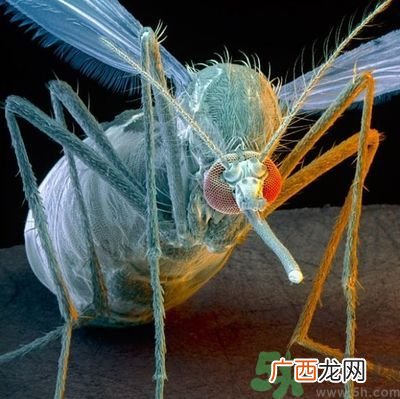 黄热病是什么疾病？黄热病怎样有效的预防？